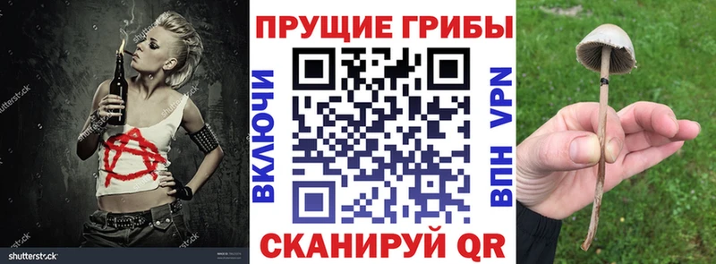 Купить закладки  Ростов-на-Дону  Псилоцибиновые грибы Cubensis 